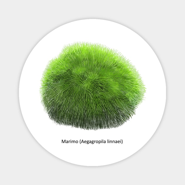 Aegagropila linnaei, known as Marimo or Moss Ball Magnet by Familyshmot